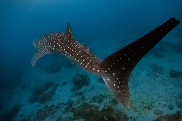 Massive whaleshark (Rhincodon typus) swimming gracefully close to the bottom of the reef.