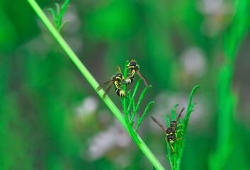 Beautiful Median wasp (Dolichovespula) portrait 