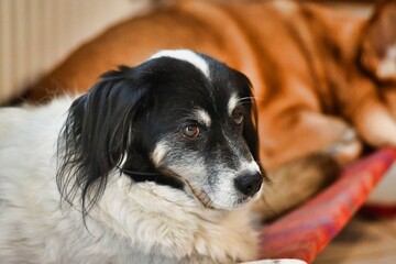 , photo as a background , australian german shepard sheperd dog