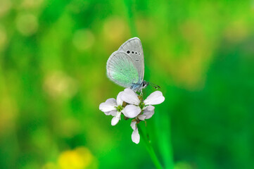 Closeup beautiful butterfly sitting on the flower in a summer garden

