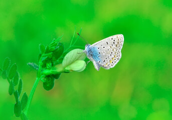 Closeup beautiful butterfly sitting on the flower in a summer garden

