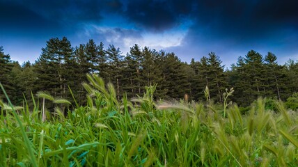 Horizontal shot of a beautiful natural landscape of a forest and some plants under puffy clouds