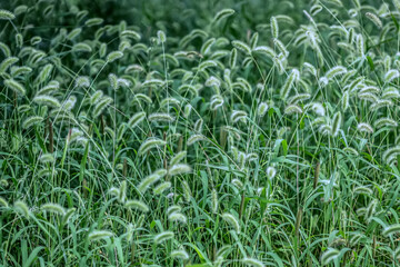 Setaria viridis (L.) Beauv
grass
weed