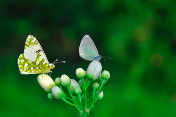 Closeup beautiful butterfly sitting on the flower in a summer garden

