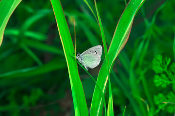 Closeup beautiful butterfly sitting on the flower in a summer garden

