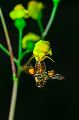 Beautiful Crab spider feasting on bee. Macro photo