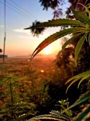 good morning with nature