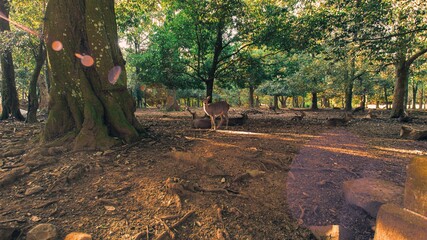 Fototapete bei efototapeten.de bestellen   