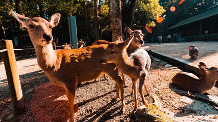 Deer strolling in Nara Park
