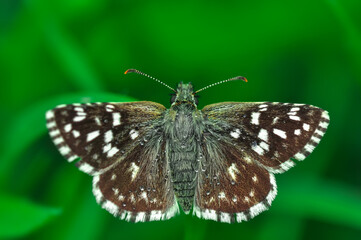 Macro Photography of Moth on Twig of Plant.