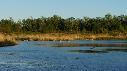 Morning light swan family