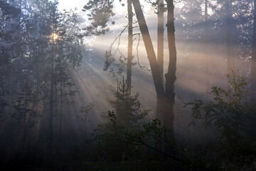 Foggy forest during sunrise with visible sunrays in Karelian Isthmus, Karelia, Russia, near Yastrebinoye lake