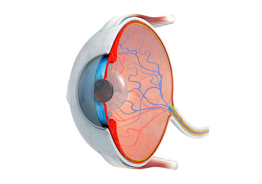 45 degrees cross-section of the human eye - 3d illustration