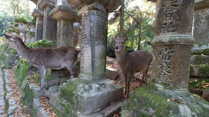 Deer strolling in Nara Park