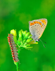 Closeup beautiful butterfly sitting on the flower in a summer garden

