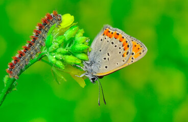 Closeup beautiful butterfly sitting on the flower in a summer garden

