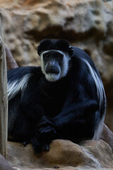 2 black and white Monkeys hold each other