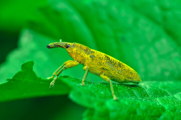 Close up  beautiful  insect in the garden
