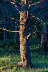 Pine tree illuminated by the early morning sun