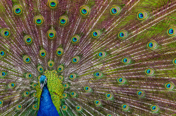 Fototapeta premium peacock with feathers out