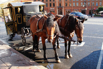 horses with a carriage for tourists ride around the city
