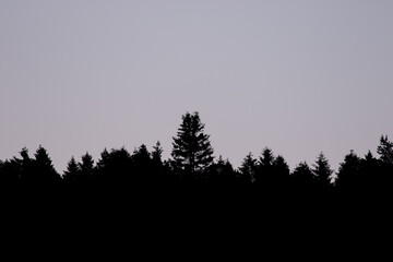 Silhouette of tree line against a morning sky