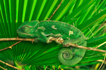 Macro shots, Beautiful nature scene green chameleon 