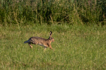 Obraz na płótnie Canvas Hare running across a field in Sweden