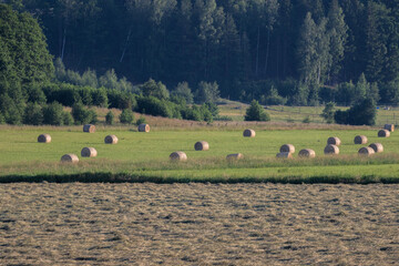 Rolls of hey lying on a field and newly cut hey in the foreground in rural farming country in Sweden