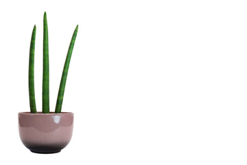 Three Sansevieria cylindrica plants in a ceramic flower pot isolated on a white background.