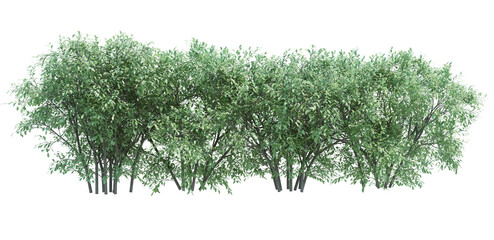 3d Render Brush Tree Isolated  on white