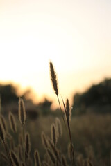 Obraz premium Primer plano plantación de trigo en el atardecer