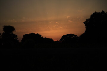 Atardecer entre árboles