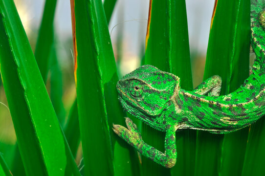 Macro shots, Beautiful nature scene green chameleon 