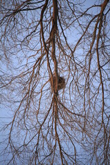 Primer plano nido de aves en gran árbol sobre cielo azul
