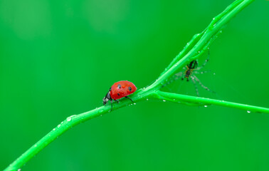 Beautiful ladybug on leaf defocused background