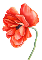 Red flower, poppy on an iisolated white background, botanical illustration, watercolor painting