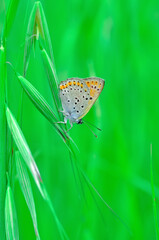 Closeup beautiful butterfly sitting on the flower in a summer garden

