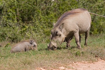 Adult Warthog with child standing and eating grass