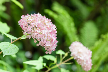 雨上がりのアジサイの花