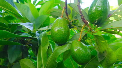 The 8th avocado species in the avocado breeding park, Tak, Thailand