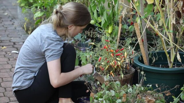 Teenager harvesting chili peppers from a home garden