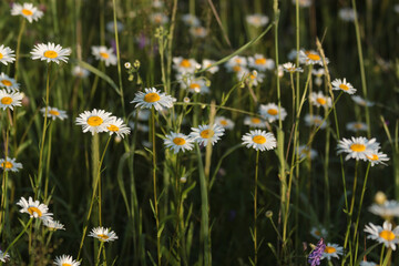 camomiles in the evening sun