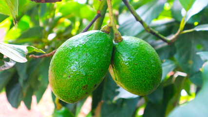The 8th avocado species in the avocado breeding park, Tak, Thailand