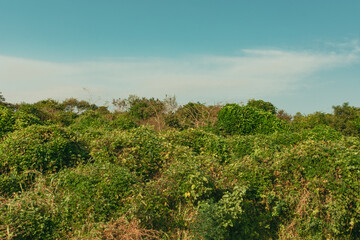 Fototapeta na wymiar rural scene green vegetation in Morogoro Tanzania 