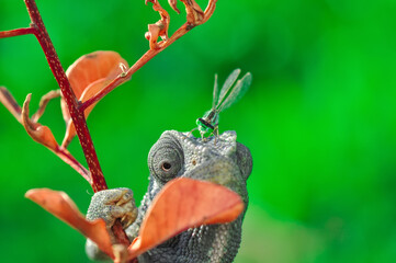 Macro shots, Beautiful nature scene green chameleon 