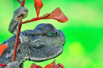 Macro shots, Beautiful nature scene green chameleon 