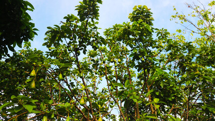 Fototapeta na wymiar The 8th avocado species in the avocado breeding park, Tak, Thailand