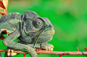 Macro shots, Beautiful nature scene green chameleon 