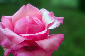 Close up pink rose flower with natural blur background, pink rose